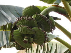 Musa × paradisiaca