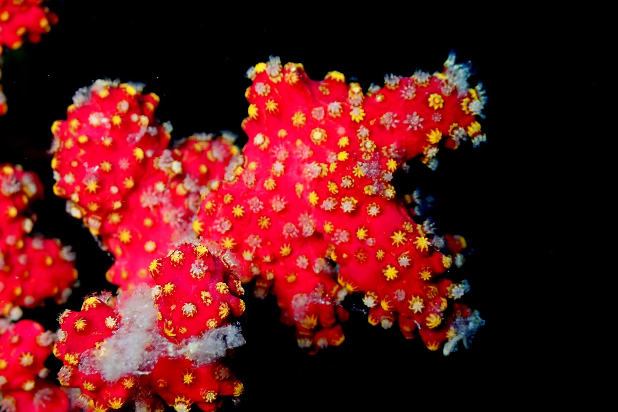 Alcyonium coralloides (Pallas, 1766)