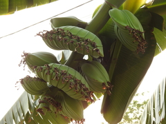 Musa × paradisiaca