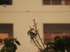 Streptopelia tranquebarica