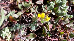 Lotus suaveolens