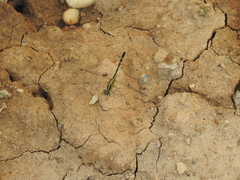 Diplacodes trivialis