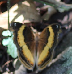 Junonia elgiva