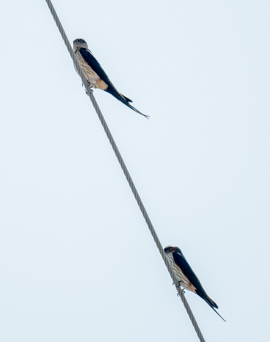Eastern Red-rumped Swallow
