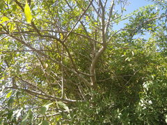 Searsia pendulina