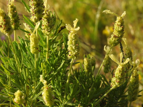 Lavandula viridis, photograph 3
