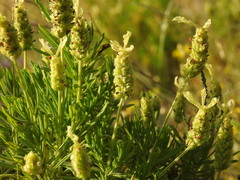 Lavandula viridis, photograph (c) Duarte Frade, some rights reserved (CC BY)