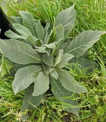 Verbascum thapsus