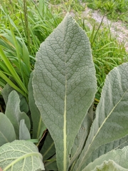Verbascum thapsus