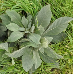 Verbascum thapsus