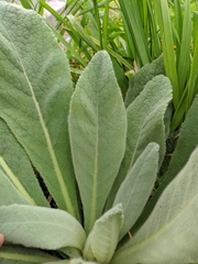 Verbascum thapsus