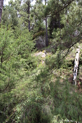 Chusquea septentrionalis