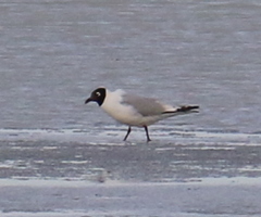 Ichthyaetus relictus