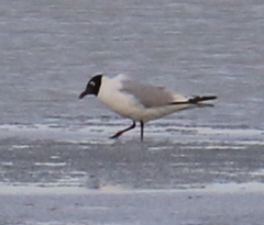 Ichthyaetus relictus