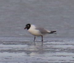 Ichthyaetus relictus