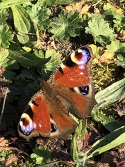 Aglais io