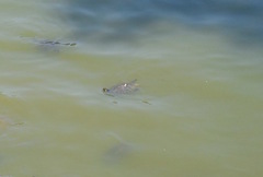 Trachemys scripta scripta