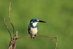 Alcedo coerulescens