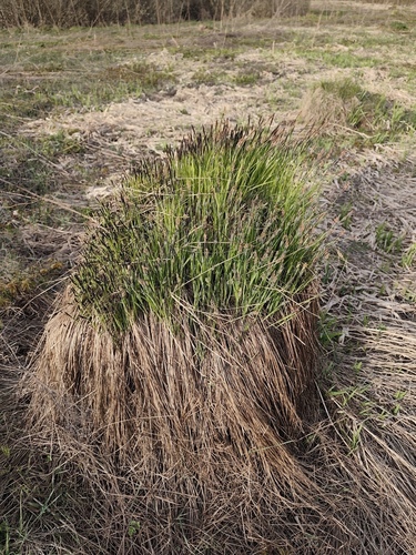 Наблюдение на iNaturalist