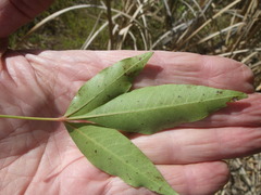 Searsia pendulina