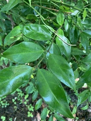 Jasminum nitidum