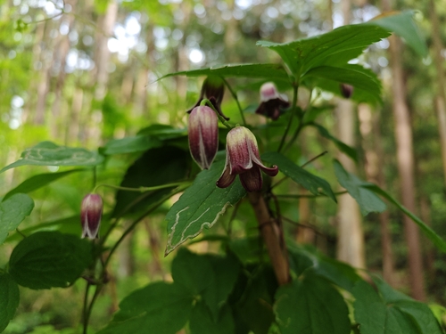 Clematis japonica
