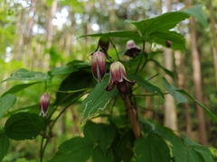 Clematis japonica
