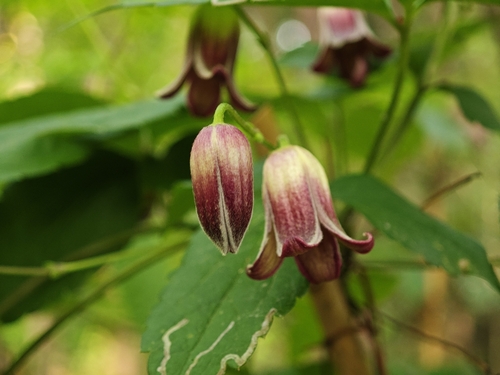 Clematis japonica, photograph 1