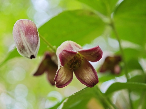 Clematis japonica, photograph 2