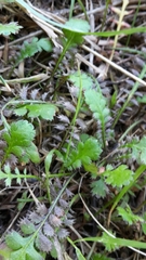 Leptinella squalida squalida