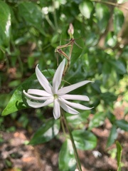 Jasminum nitidum