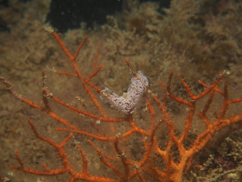 Nemesignis banyulensis