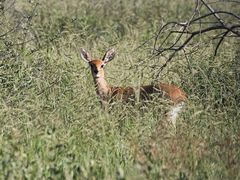 Raphicerus campestris steinhardti