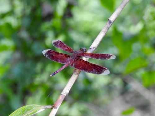 Neurothemis terminata