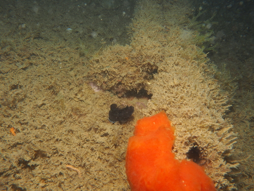 Parablennius pilicornis