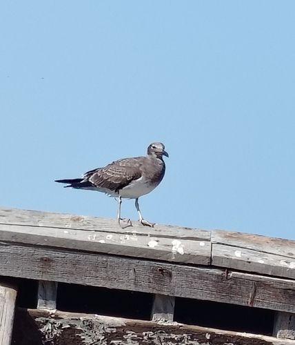 Sooty Gull