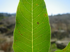 Searsia pendulina