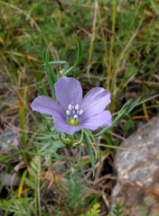 Linum violascens