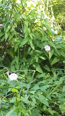 Calystegia sepium roseata