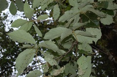 Quercus calophylla