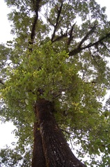 Quercus calophylla