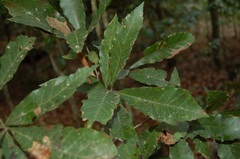 Quercus cortesii