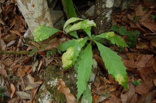 Quercus toxicodendrifolia