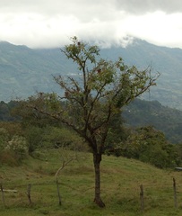 Quercus peduncularis