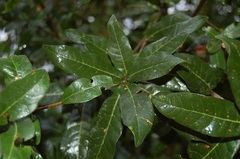Quercus sapotifolia