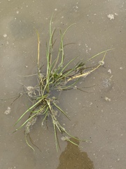 Triglochin scilloides, photograph (c) Matthias Blume, some rights reserved (CC BY)
