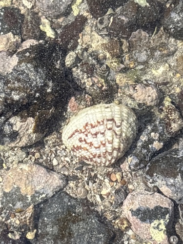 Gafrarium pectinatum observed 2026-04-26