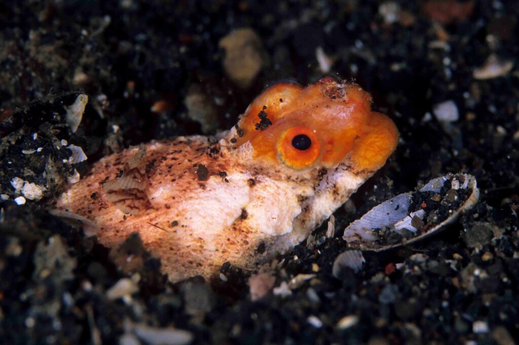 Turret Snake Eel