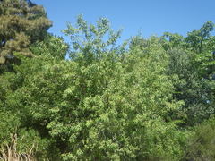 Searsia pendulina