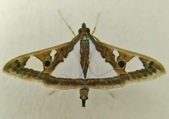 Glyphodes bivitralis